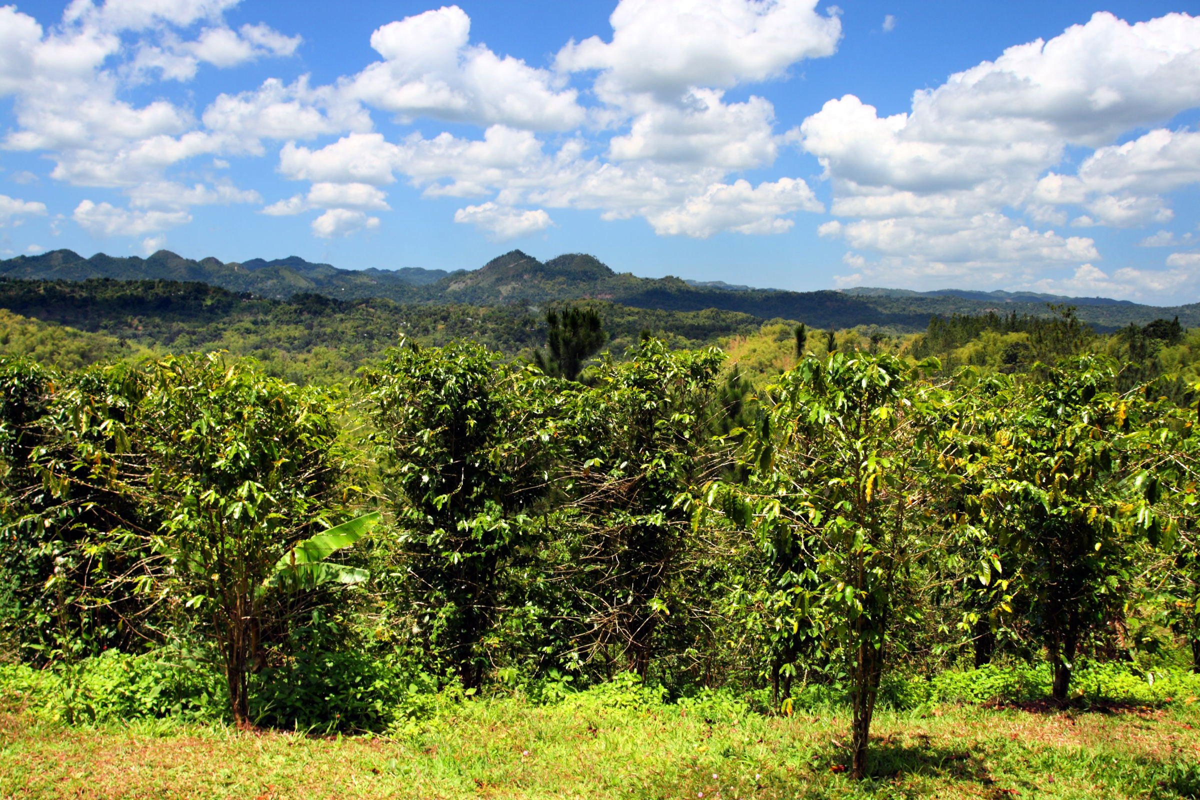 Croydon Plantation â Combining Multiple Experiences 