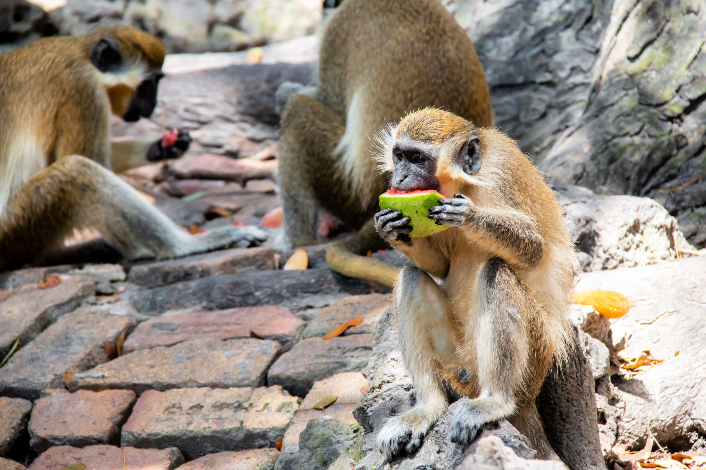 Barbados Wildlife Reserve â A Supreme Wildlife Exploration