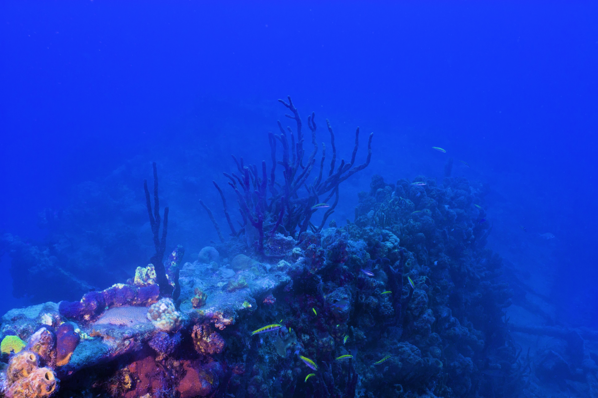 Anegada Island â A Vacationerâs Paradise