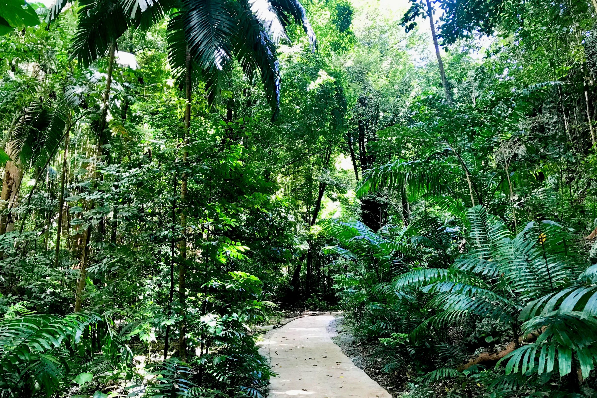 Welchman Hall Gully â A Familyâs Paradise in Barbados